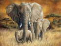 Malowanie Po Numerach Słonie Rodzina Płótno Zestaw Kreatywny Norimpex 1005534