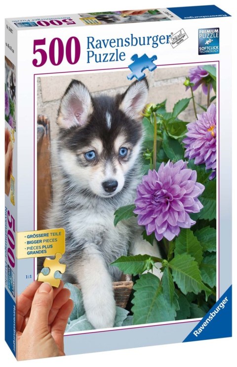 Ravensburger Puzzle 2D dla seniorów: Śliczny Husky 500 elementów 13682