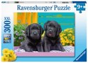 Ravensburger Puzzle dla dzieci 2D: Pupile 300 elementów 12950