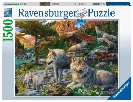 Ravensburger Puzzle 2D 1500 elementów: Wiosenne wilki 16598