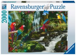 Ravensburger Puzzle 2D 2000 elementów: Papugi w dżungli 17111