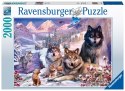 Ravensburger Puzzle 2D 2000 elementów: Wilki w śniegu 16012