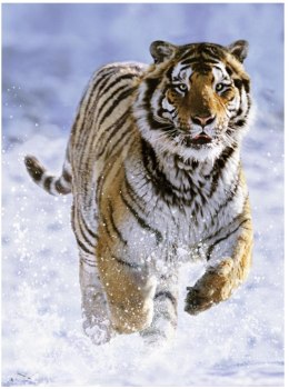 Puzzle 500 Tygrys w śniegu