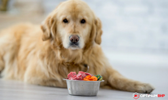 Odpowiednio zbilansowana dieta psa – jak powinna wyglądać dieta czworonoga?