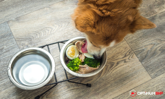 Zasady żywienia psa – o czym należy pamiętać przy odżywaniu naszego czworonoga? Sklep online podpowiada!