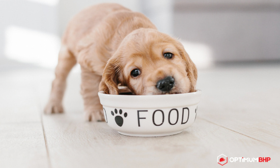 Jak karmić szczeniaka? Kilka kwestii o jakich nie należy zapomnieć przy odżywianiu młodego psa!
