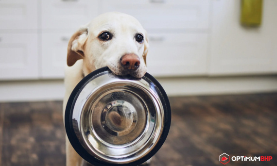 Jaka pora dnia jest lepsza do karmienia psa – rano czy wieczorem? Sklep online podpowiada kiedy karmić czworonoga!