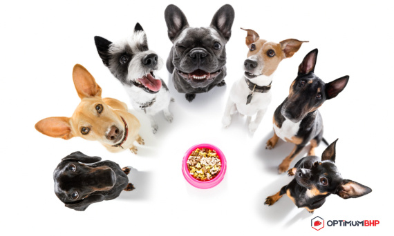 Odżywianie psa – co oznacza robić to prawidłowo? Sklep online udziela kilku przydatnych wskazówek.